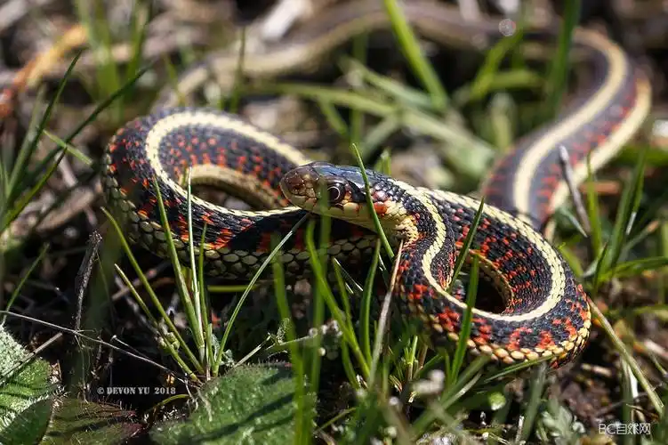 common garter snake 袜带蛇