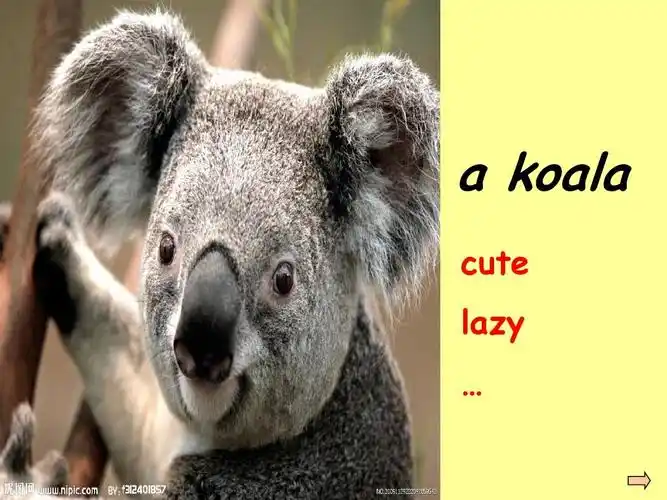 无忧文档 所有分类 初中教育 英语 unit 5 why do you like pandas