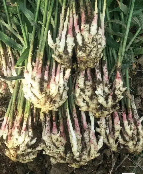 石塘生姜是出了名的好