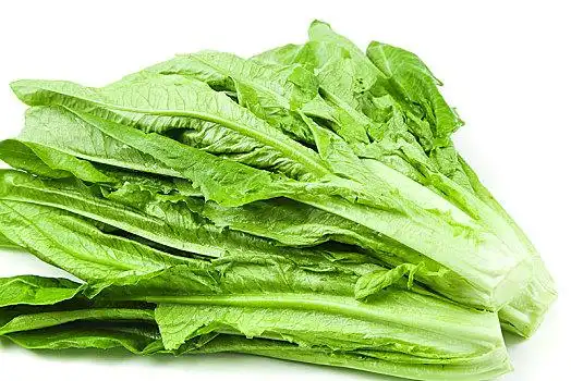 白底上的嫩油麦菜