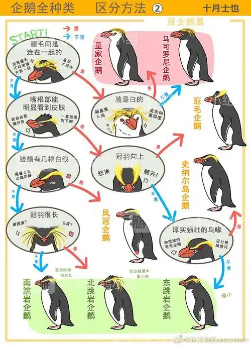 识企鹅分类大全图解