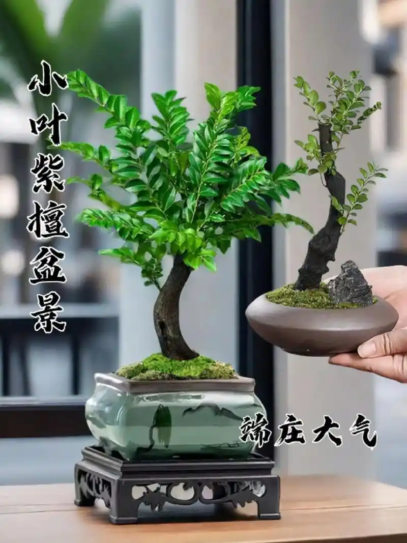 古朴素雅,端庄大气上档次的小叶紫檀盆景!