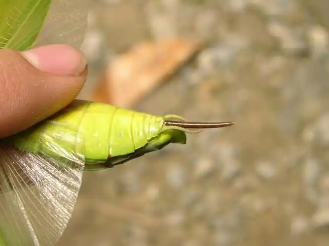 台湾索铁线虫chordodes formosanus chiu, huang, wu & shiao, 2011