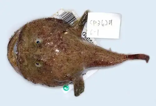 还能找到一种比它长相更丑陋,味道更鲜美的鱼吗?