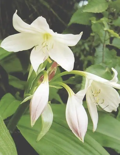 p data-id="tb840iexlmfj">香殊兰是石蒜科文殊兰属多年生球根花卉.