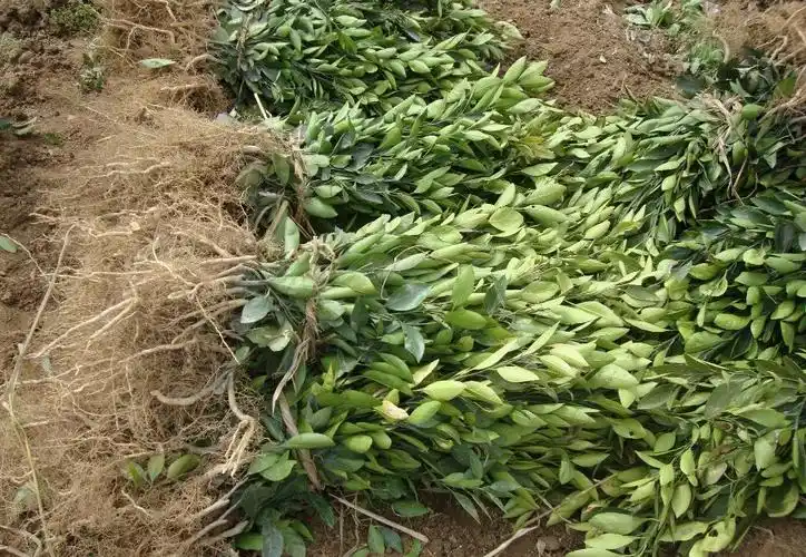 柑橘苗30公分以上