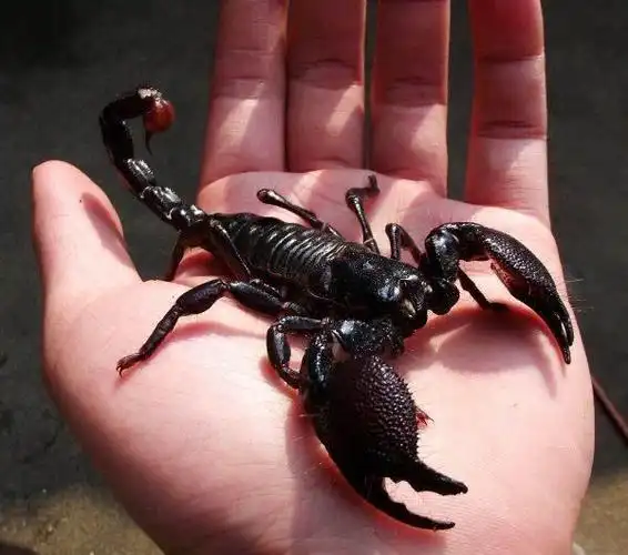 帝王蝎(世界上最大型蝎子之一)_石塘网