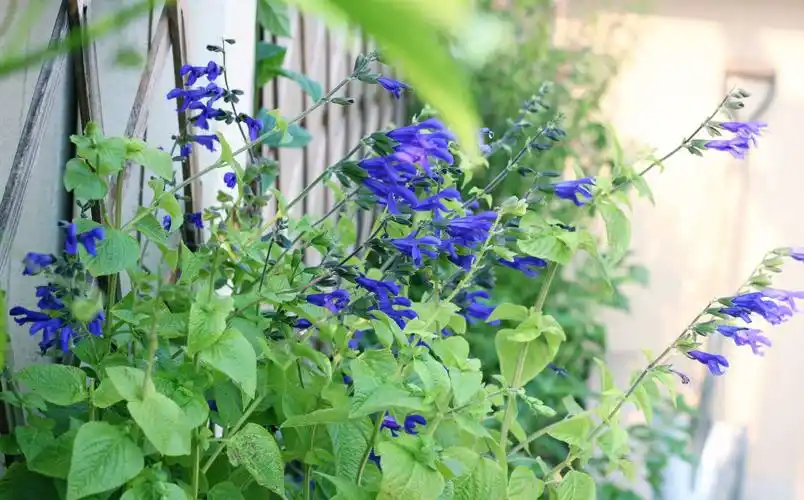 夏日里的深蓝鼠尾草.