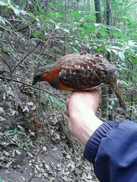 现在是随便来个人买一些脚套就能抓到,所以竹鸡越来越少