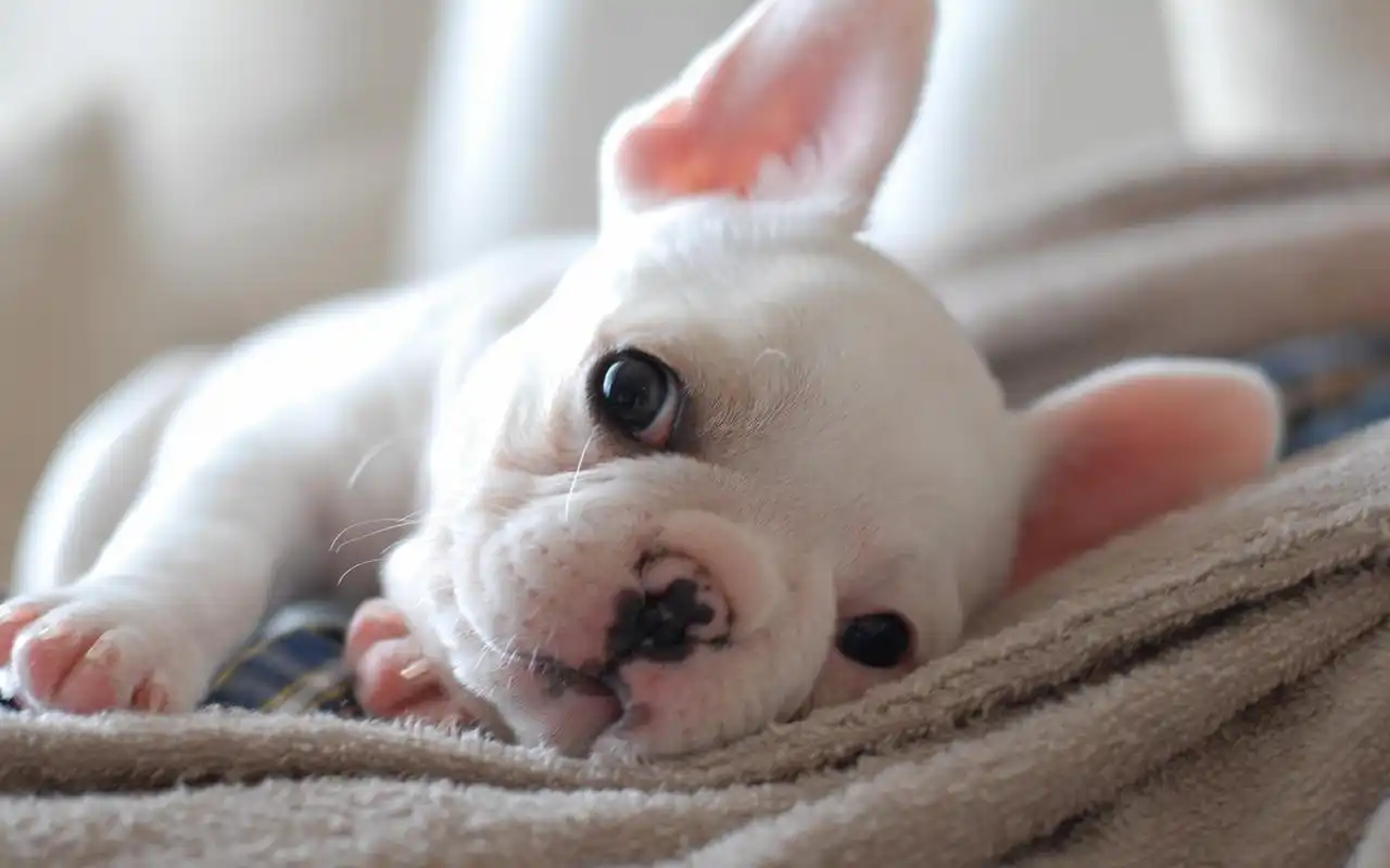 可爱小狗极致呆萌高清图片电脑桌面壁纸下载