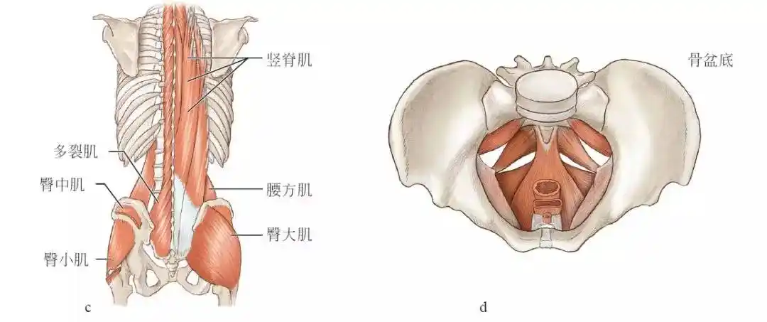 臀部由三块不同的肌肉组成——臀大肌,臀中肌和臀小肌——它们沿着
