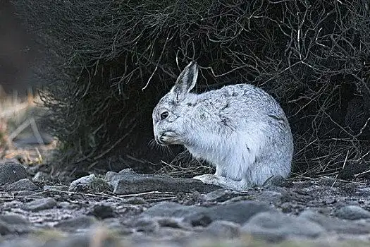 山,野兔,成年,白色,冬天,外套,英格兰,英国,欧洲北极,极地,动物,白色