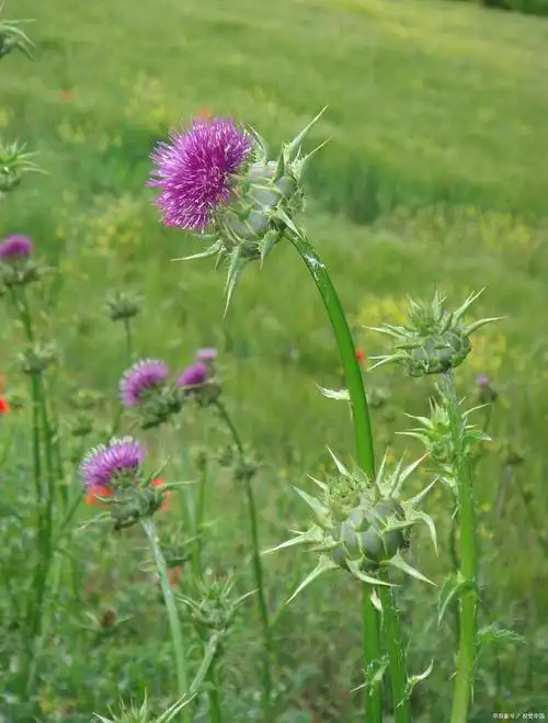 大蓟和小蓟的区别图