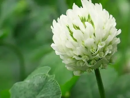 爱尔兰国花——白三叶草