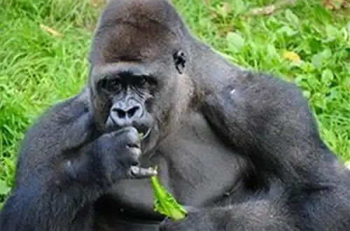 ape,chimpanzee 和 gorilla 有什么区别