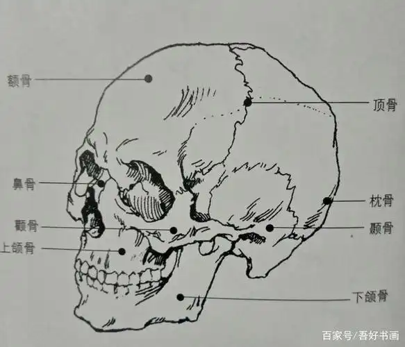 石膏头像写生头骨结构