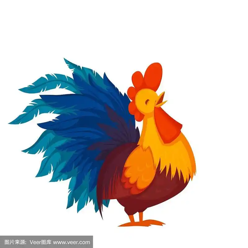 雄鸡鸣叫孤立在白色