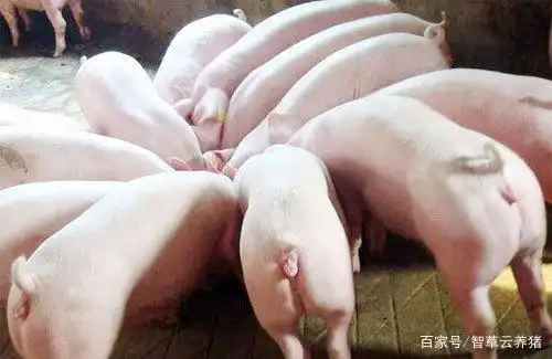 1,根据实际情况选择猪饲料 早期断奶时要选择优质的乳猪料