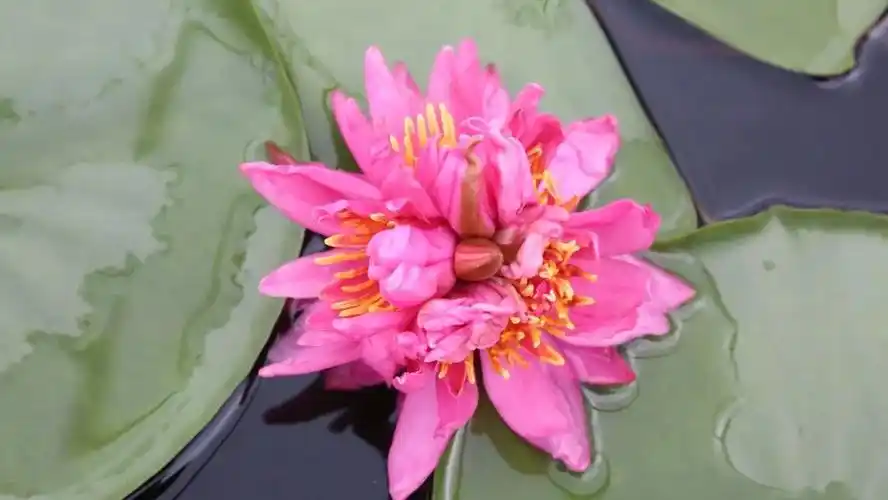 一支莲上七朵花