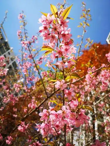云南冬天任性美,最是烂漫冬樱花!