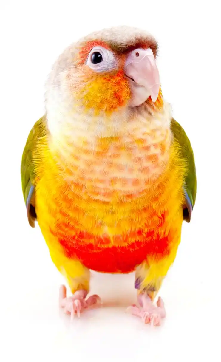 小太阳鹦鹉目前是国内比较火热的鹦鹉宠物之一,因为其正式被国家开放