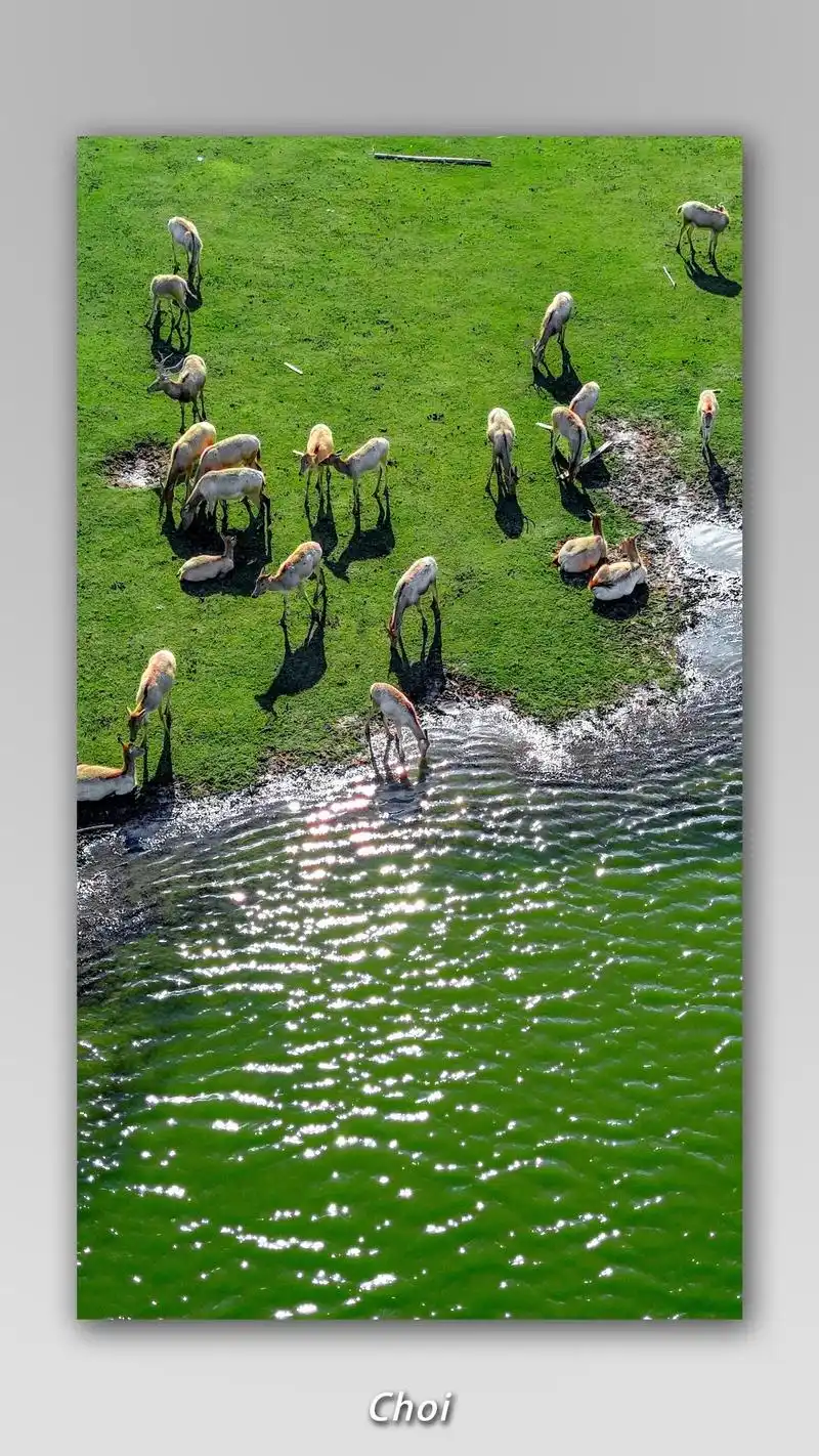 盐城的麋鹿照片让我在世界级摄影比赛获奖