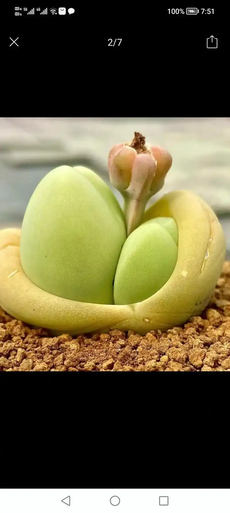 1/7 球松多肉植物室内创意花卉盆栽绿植新手好养肉肉植. 去 - 抖音