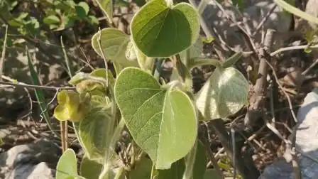 猫耳朵草也叫寻骨风