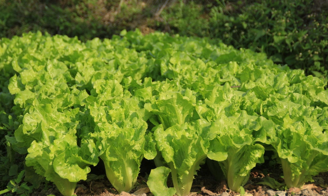 想种植生菜,教你几招,生菜高产又好吃