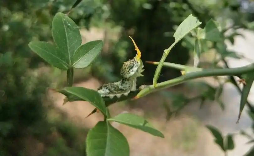请问这是什么虫?