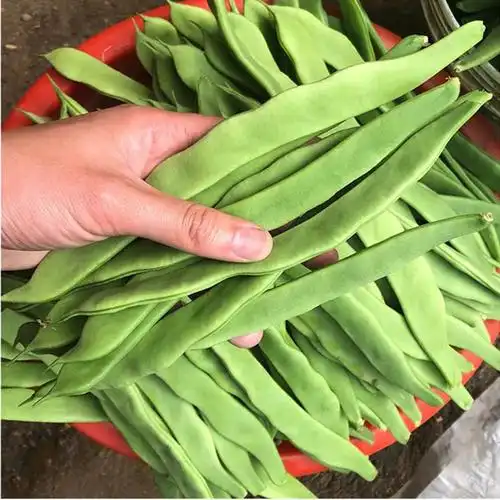 萌肉居 芸豆种子四季黄金油豆角架扁豆孑油豆高产豆角种籽春季种 金扁