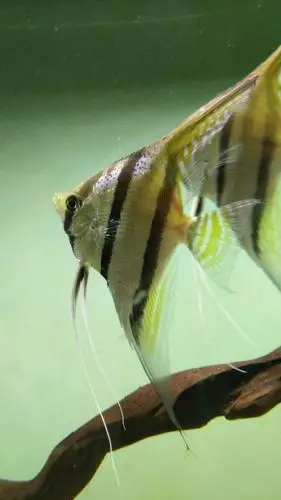 红背埃及大家来分辨 - 悠悠神仙 - cta南美水族