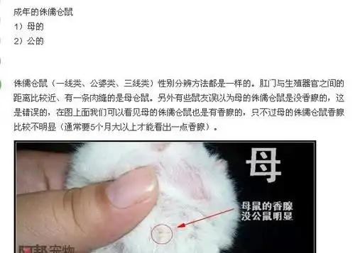 仓鼠如何分公母