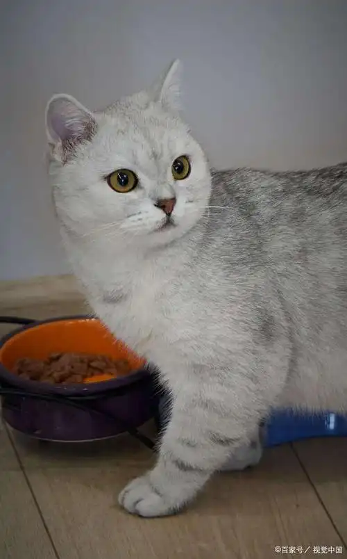 为什么银渐层不肯在猫窝里睡觉?原来有这4个原因