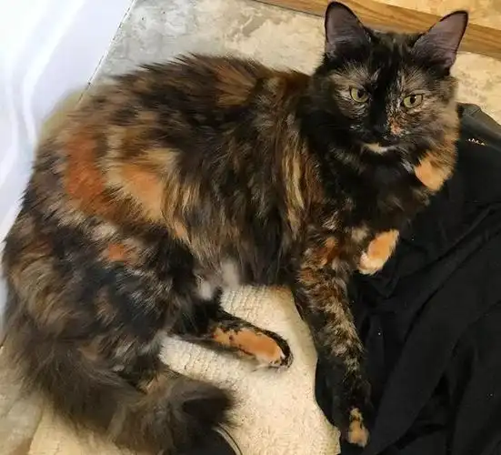 柔软的长毛玳瑁猫,超级温柔油画里走出来的小宝贝twig