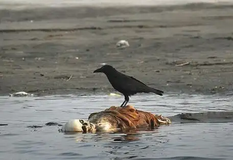 印度恒河浮尸约百具 或因未婚女孩不火葬