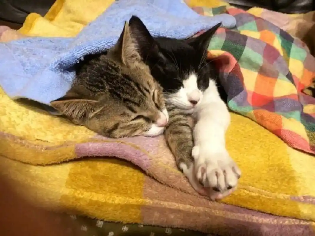 万物皆可云#【云吸猫】两只猫咪抱在一起睡觉,还叠手手,太有爱了吧!