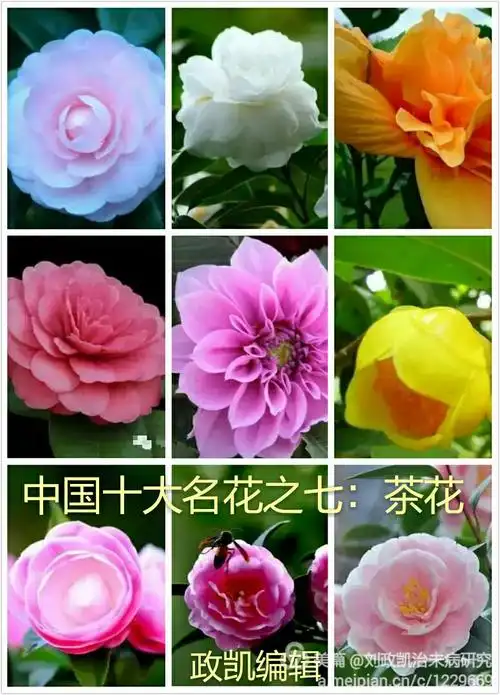 天然宝石十大名花