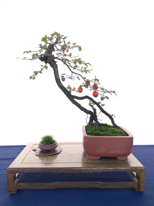 老鸦柿盆景展 - 随艺 - 图虫