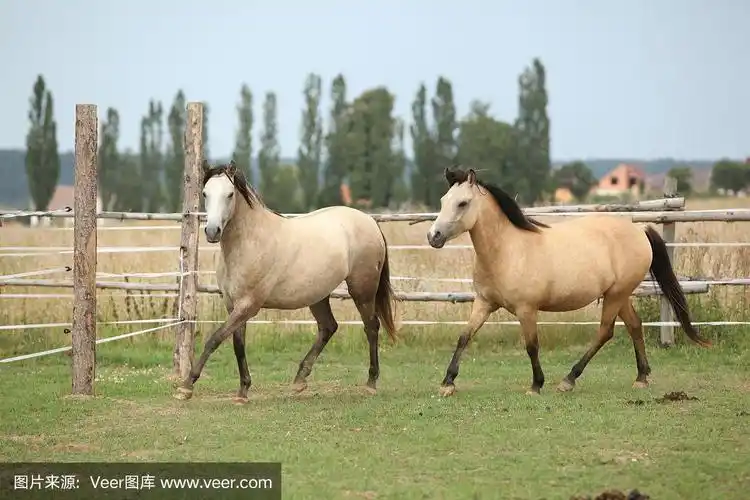 两匹马在一起放牧