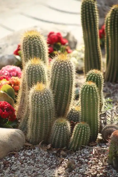 厦门植物园多肉仙人掌