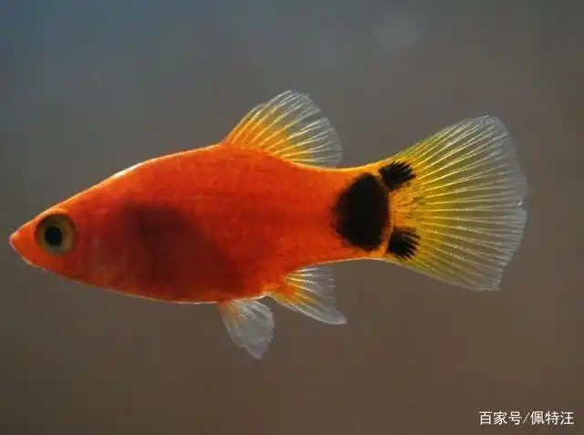 养鱼小知识:米奇鱼一次生多少小鱼?