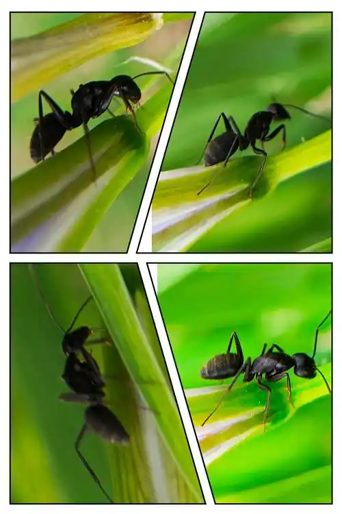 微拍的小蚂蚁了解蚂蚁的习性