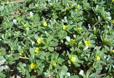 血通菜有什么功效的