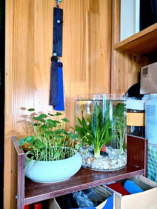 大学生书桌寝室养花系列