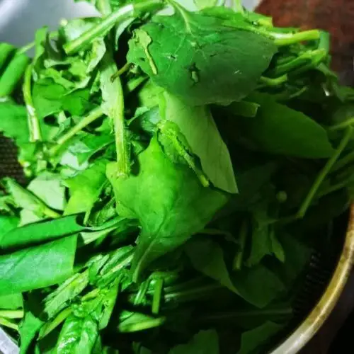 一点红为菊科植物一点红的全草,一点红的功效是清热,利水,凉血,解毒