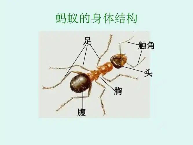 《身体的结构》ppt课件 (1) 蚂蚁的身体结构 足 触角 头 胸