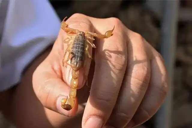 蝎子为五毒之首,能威胁人类生命