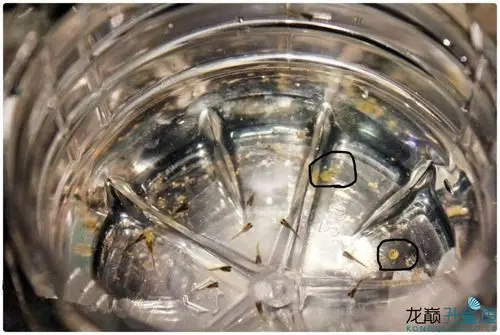 孔雀鱼完整生育的记录