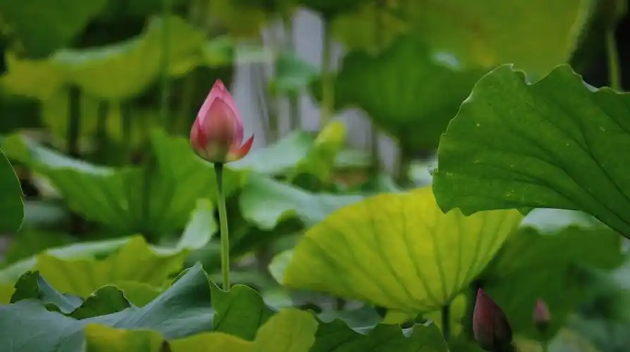 小荷才露尖尖角